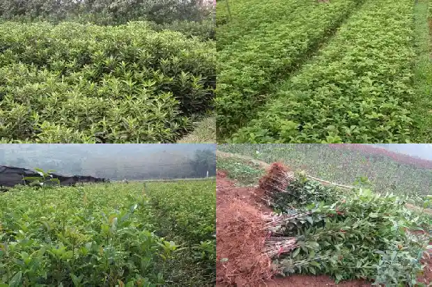 桂花树移栽多久发芽1683250125090