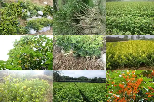 新移栽桂花树苗多久发芽生根1683250134871