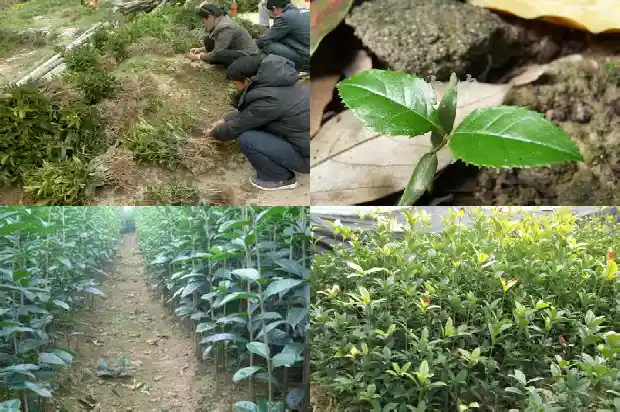 新移栽桂花树苗多久发芽生根1683250134919