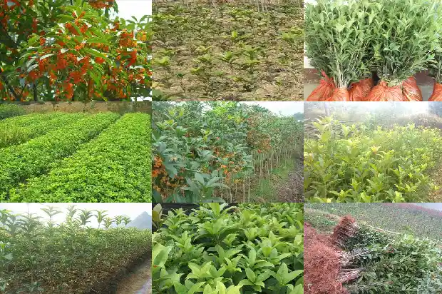 新移栽桂花树苗多久发芽生根1683250134967