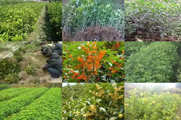 桂花树刚移植怎么浇水1683250146706