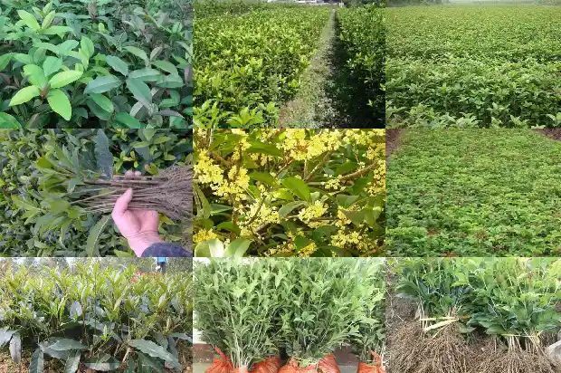 桂花树刚移植怎么浇水1683250146753