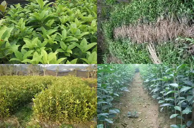 桂花树刚移植怎么浇水1683250146849