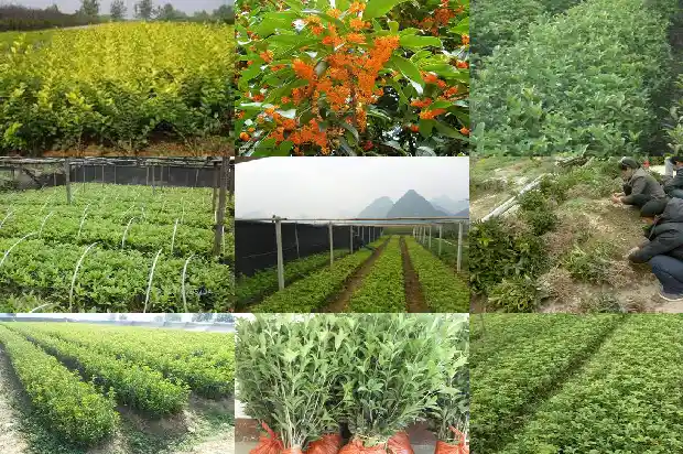 盆栽桂花树苗移栽怎么浇水1683250158877