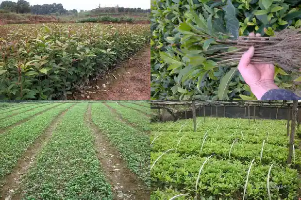 盆栽桂花树苗移栽怎么浇水1683250158973