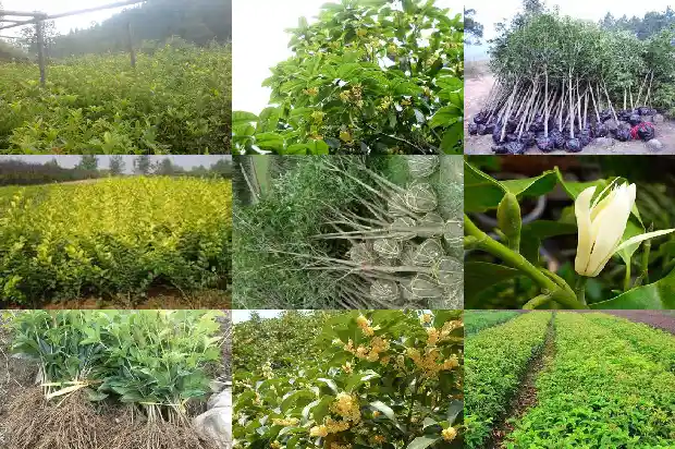 18公分桂花树的价格是多少钱一棵1689726790753