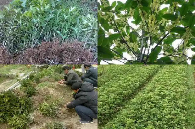 桂花树移栽后怎么浇水1683250169474