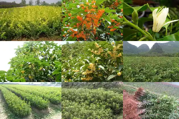 桂花树可以嫁接吗?1683250179295