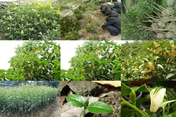 桂花树可以嫁接吗?1683250179343