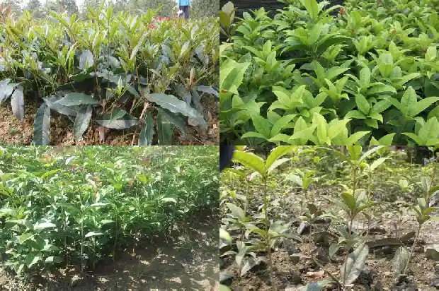 桂花树可以嫁接吗?1683250179390