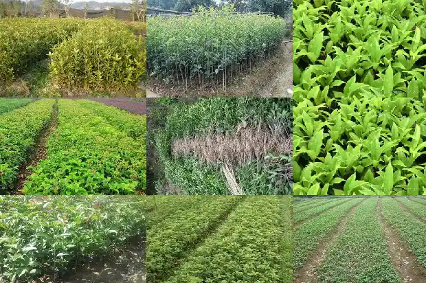 用桂花树嫁接桂花树可以吗1683250186828