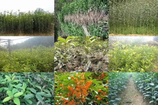 用桂花树嫁接桂花树可以吗1683250186876