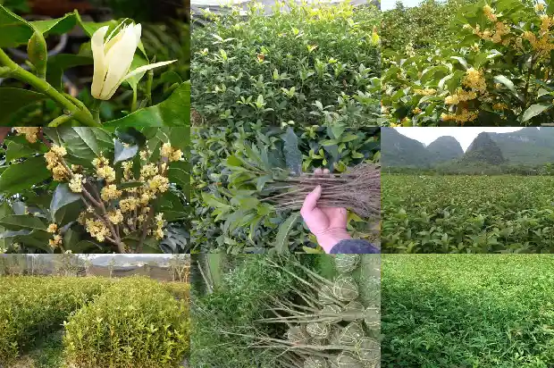 桂花树苗买哪种好养护1683250209945