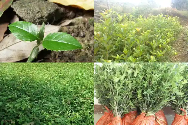 桂花树现在价格多少钱一棵1689838526397