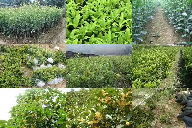 刚买的桂花树怎么养才长得好1683250227439