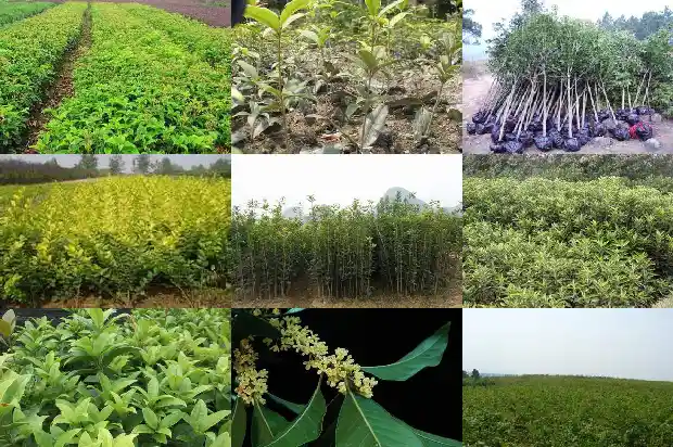 刚买的桂花树怎么养才长得好1683250227532