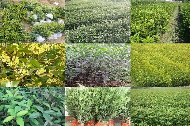 桂花树什么价格好看又好养活1683250235321
