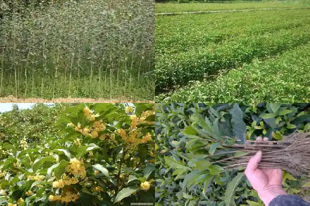 桂花树什么价格最好养活呢1683250243148
