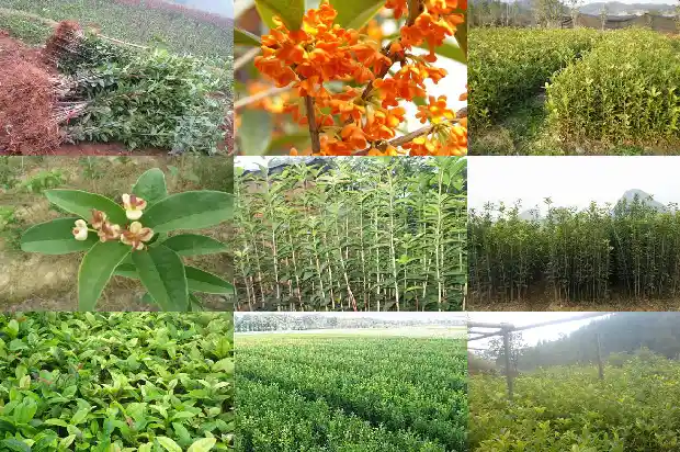 六年桂花树应有多高1690763476302