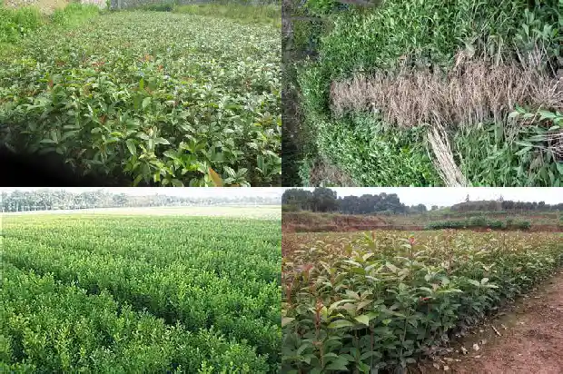 桂花树什么价格最好养殖方法1683250263107