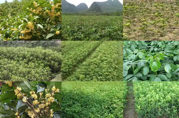 桂花树什么价格最好养殖方法1683250263155