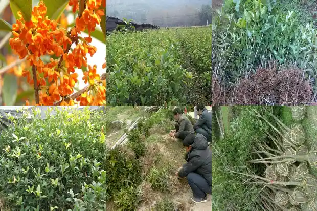 桂花树品种哪个最好养护1683250272431