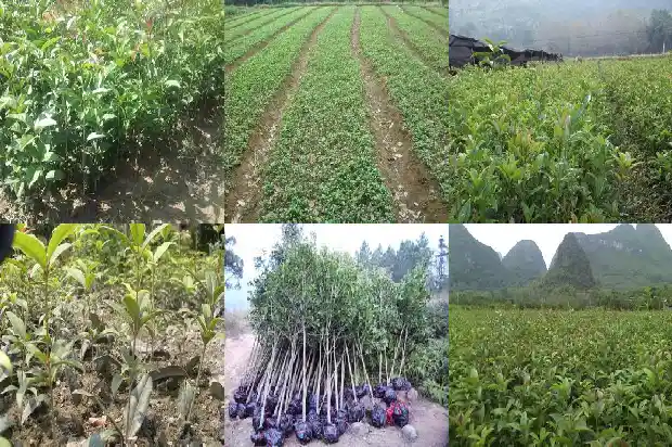 桂花树品种哪个最好养护1683250272479
