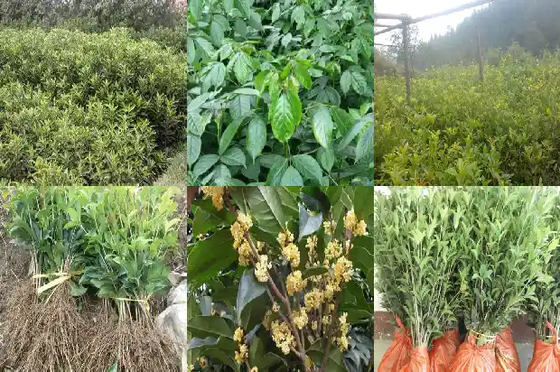 大桂花树怎么移植 多少钱1683250282146