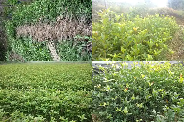 大桂花树怎么移植 多少钱1683250282194