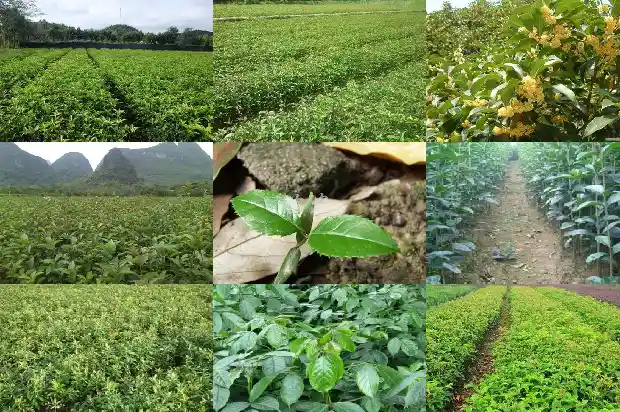 移栽桂花树如何使用树营养液1683250292353