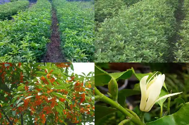 桂花树好种吗怎么种1683250304416