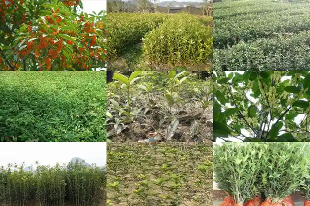 桂花树好种吗怎么种1683250304560