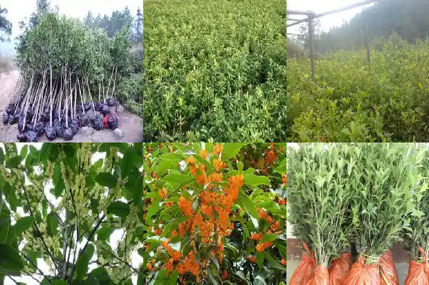 现在怎么种植大桂花树1683250323262