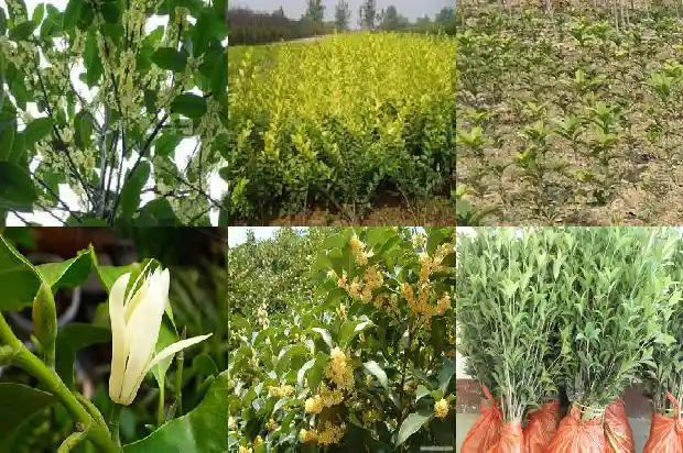 现在怎么种植大桂花树1683250323309