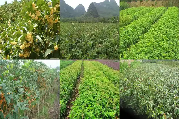 大桂花树移栽要注意什么1683250335466