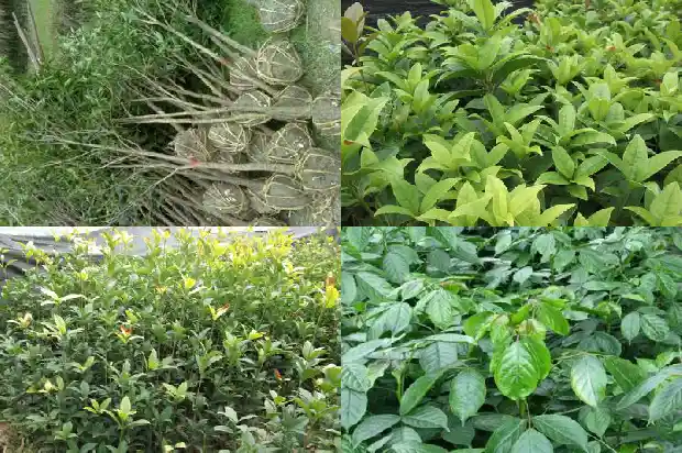 大桂花树移栽要注意什么1683250335513
