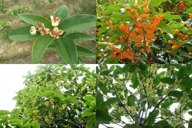 大桂花树移栽要注意什么1683250335561