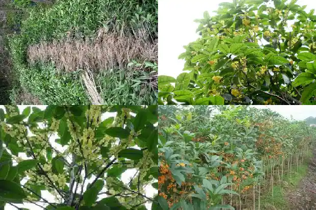 大桂花树移栽要注意什么1683250335609