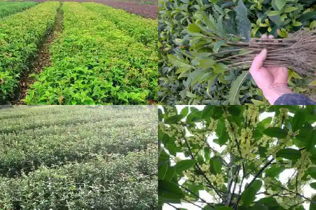 桂花50克多少钱1683250360061