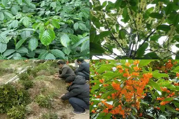 桂花500克多少钱一个1683250370109