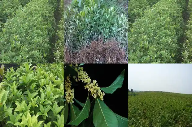 桂花和胎菊一起喝有什么功效1689208596999