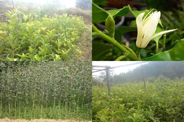 桂花值多少钱1683332270671