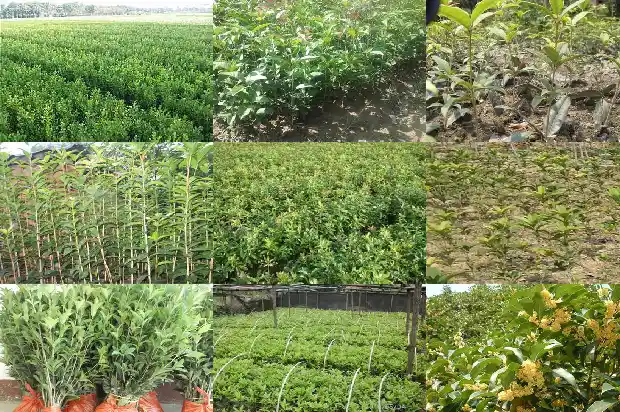 桂花市场价格行情走势1683332381210