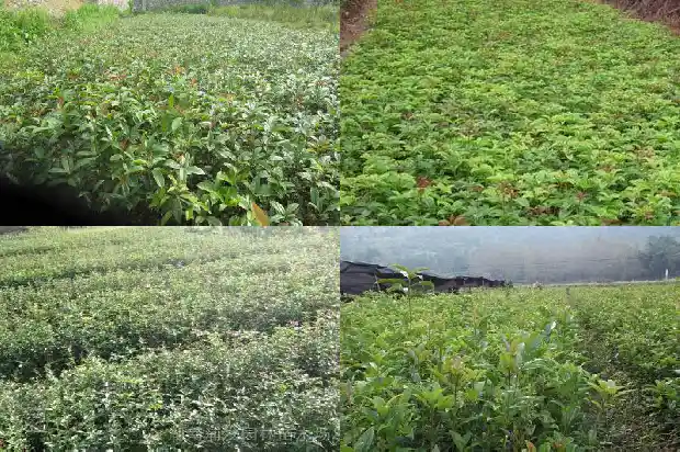 桂花市场价格行情走势1683332381258