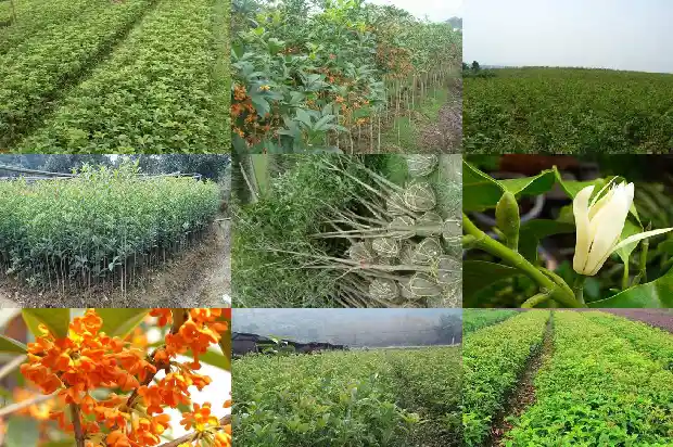 种植的桂花树多久能开花结果子1688523967272