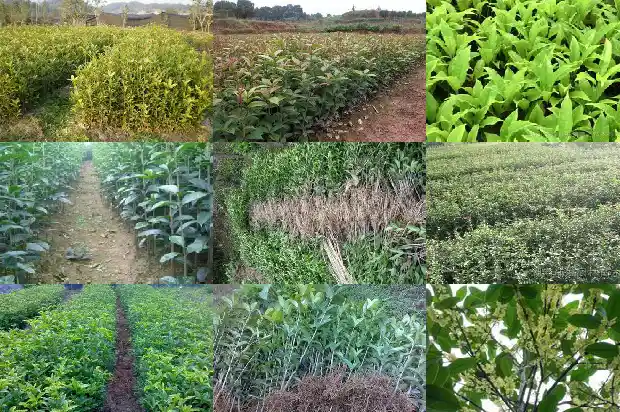 桂花的泡茶功效与作用是什么呢1689381181434