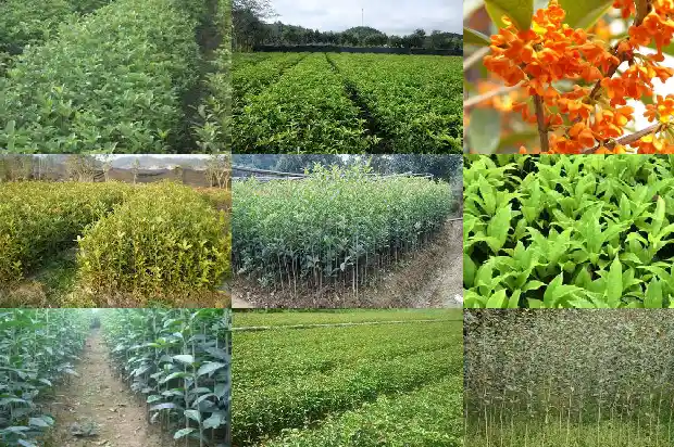 天香台阁桂花什么时候开花1690850058357