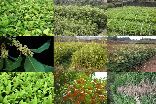 嫁接的桂花树好还是不嫁接的好1689640616655