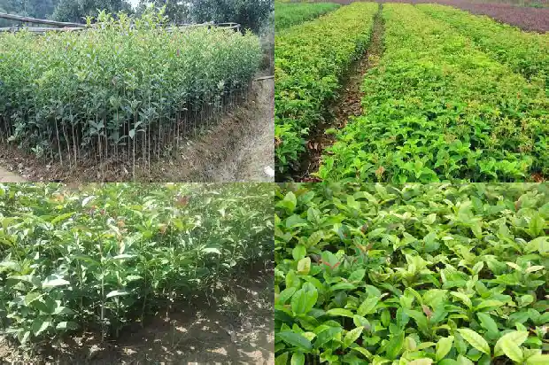 桂花香茶叶价格1683332902303