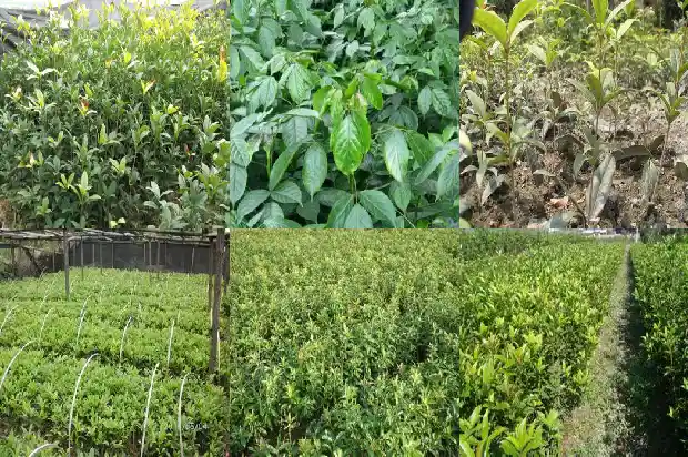 桂花香茶叶价格1683332902350